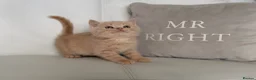 British Shorthair cats for sale: 🌸 BRITISH SHORTHAIR KITTENS 🌸 - Advert 1