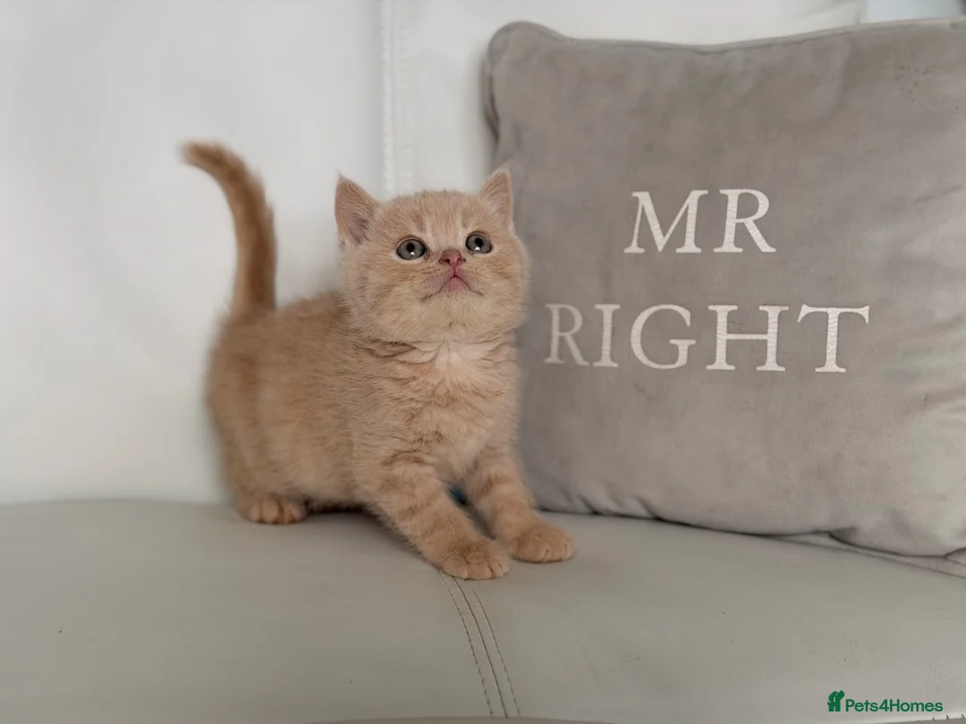 British Shorthair cats for sale: 🌸 BRITISH SHORTHAIR KITTENS 🌸 - Advert 1