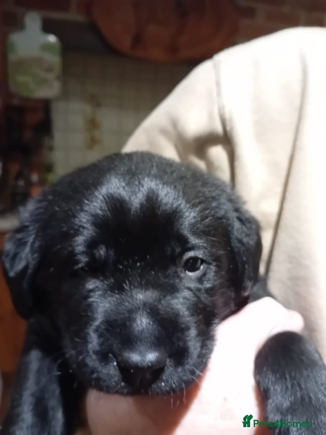 Labrador Retriever dogs for sale: Stunning chunky kc reg pups, parents health tested - Advert 2