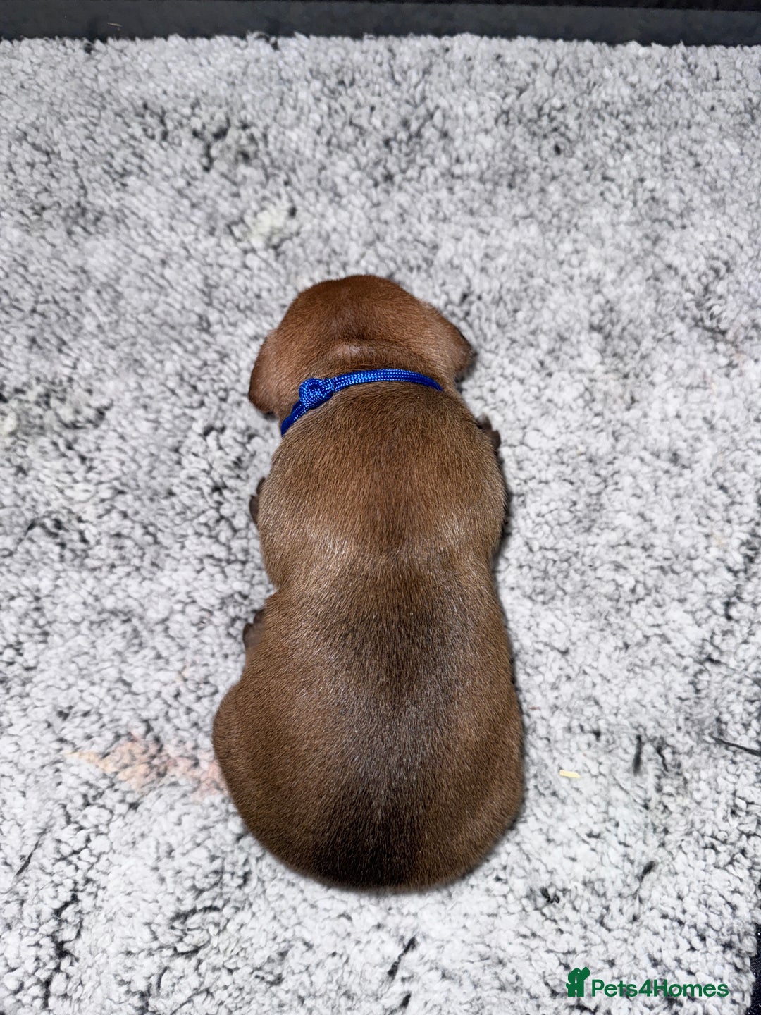 Staffordshire Bull Terrier dogs for sale: Beautiful litter of red staffy pups - Advert 4