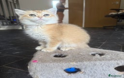 British Shorthair cats for sale: GCCF reg BSH Last Chocolate Golden Odd Eyes Female - Image 1