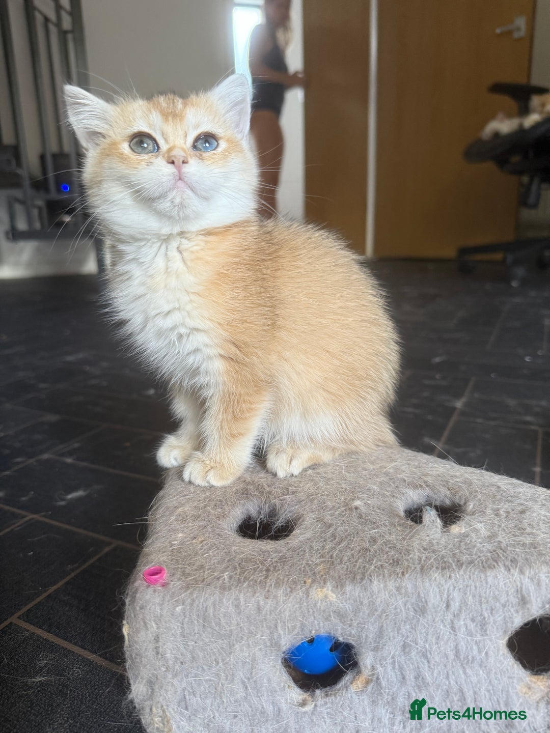 British Shorthair cats for sale: GCCF reg BSH Last Chocolate Golden Odd Eyes Female - Image 1