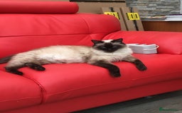 Ragdoll cats for sale: Ragdoll kittens - Image 5