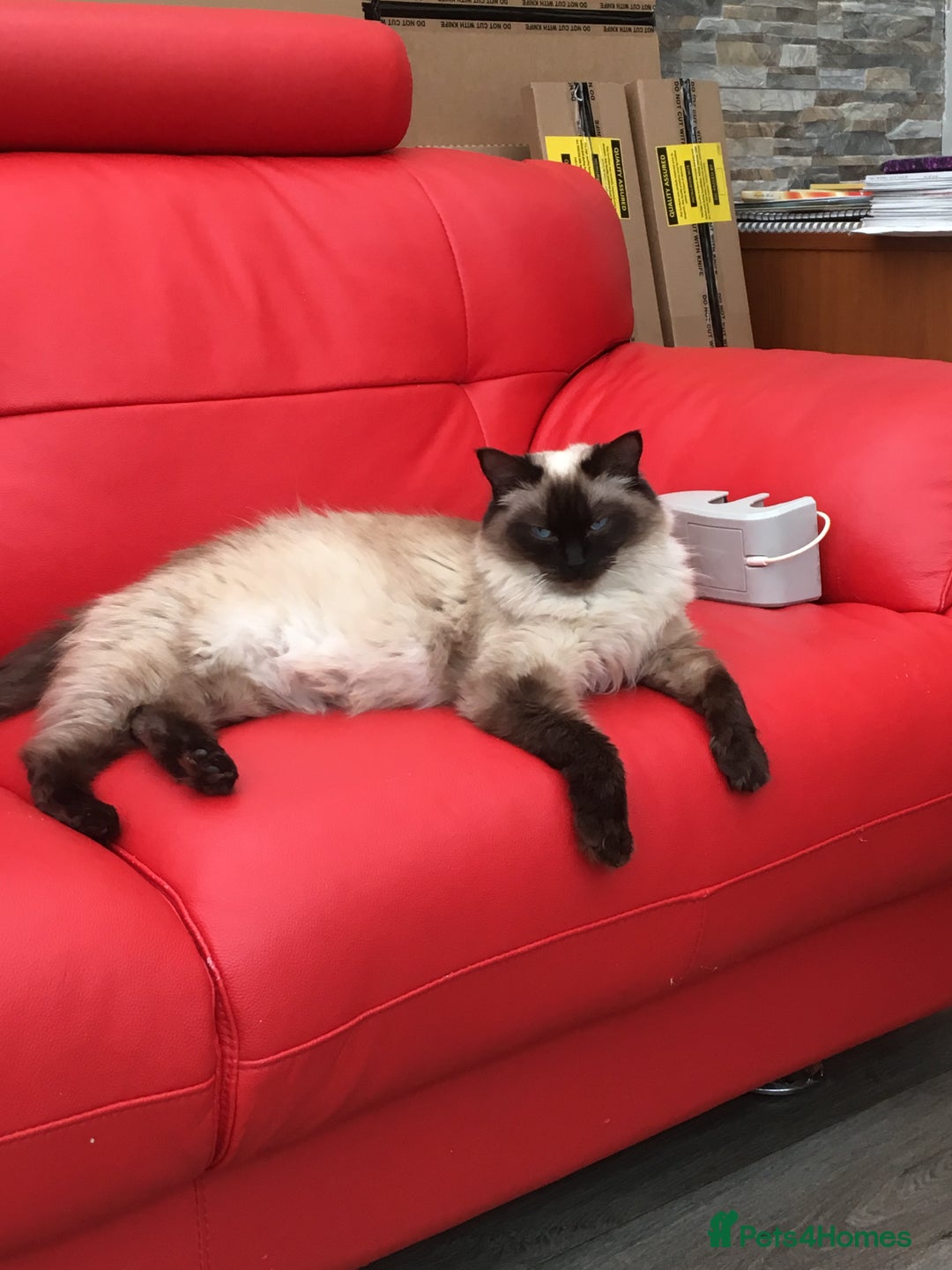 Ragdoll cats for sale: Ragdoll kittens - Image 5
