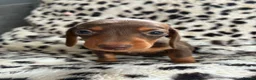 Miniature Dachshund dogs for sale: Gorgeous Smooth Haired Mini Dachshunds🐾 in Worcester - Advert 2