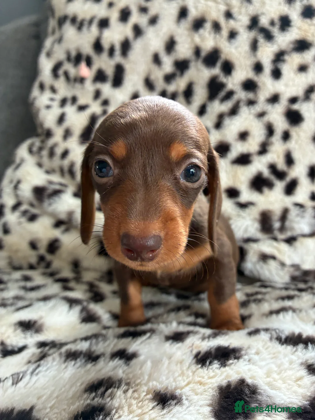 Miniature Dachshund dogs for sale: Gorgeous Smooth Haired Mini Dachshunds🐾 in Worcester - Advert 2