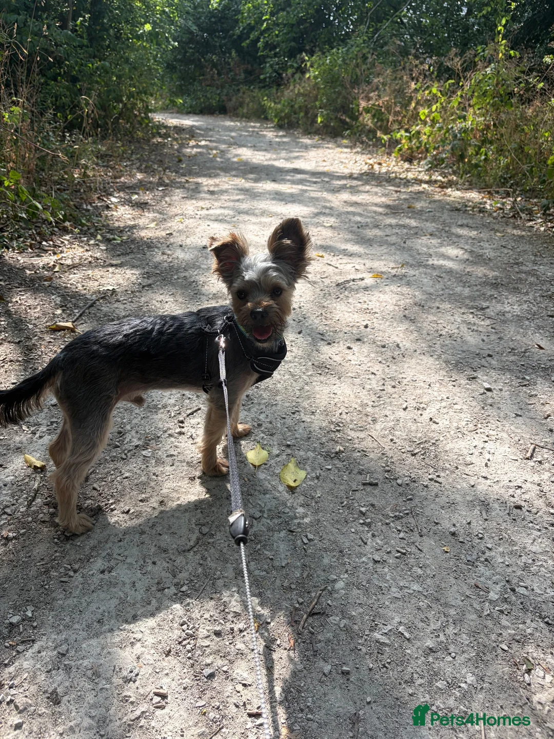 Yorkshire Terrier dogs for sale: Yorkshire Terrier For Sale  - Advert 4