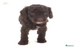 Australian Labradoodle dogs for sale: 🧡💚💙Unique Phantom &  Brown & Tuxedo 💙💚🧡 - Image 16