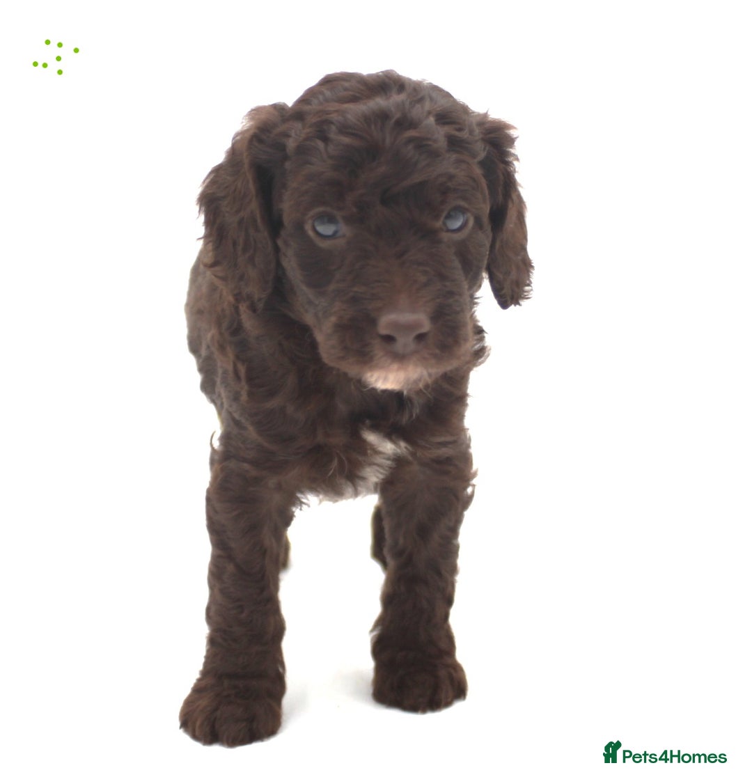 Australian Labradoodle dogs for sale: 🧡💚💙Unique Phantom &  Brown & Tuxedo 💙💚🧡 - Image 16