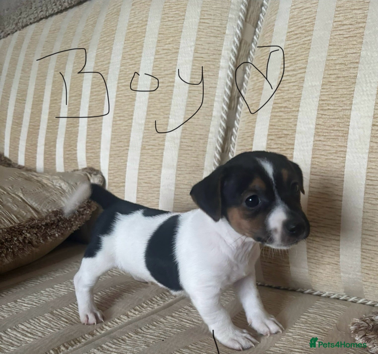 Jack Russell dogs Stunning litter of jackrussels  - Advert 2