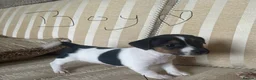 Jack Russell dogs for sale: Stunning litter of jackrussels  - Advert 16