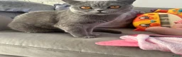 British Shorthair cats for sale: Two beautiful cats for adoption  - Advert 17
