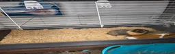 Guinea Pig rodents for sale: 2 female guinea pigs in York - Advert 5