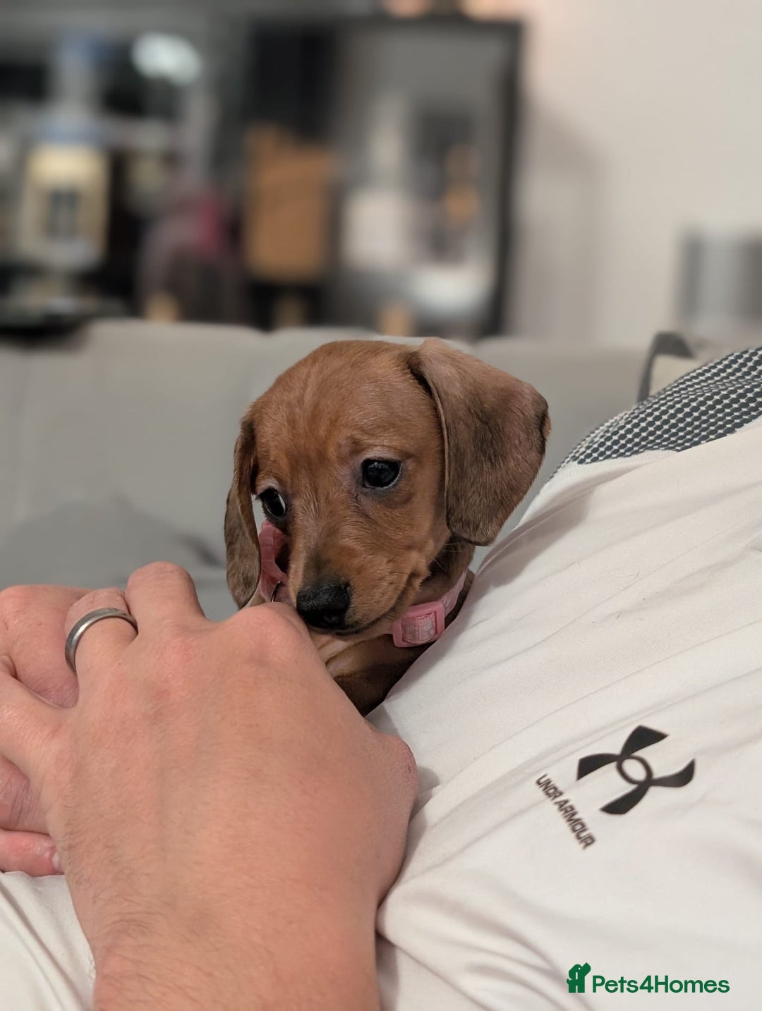 Miniature Dachshund dogs for sale: 2x miniature dachshunds - Image 20