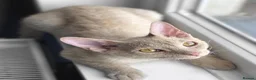 Mixed Breed cats for sale: Rehome Our Charming 5-Year-Old Sphynx in Seaham - Advert 10