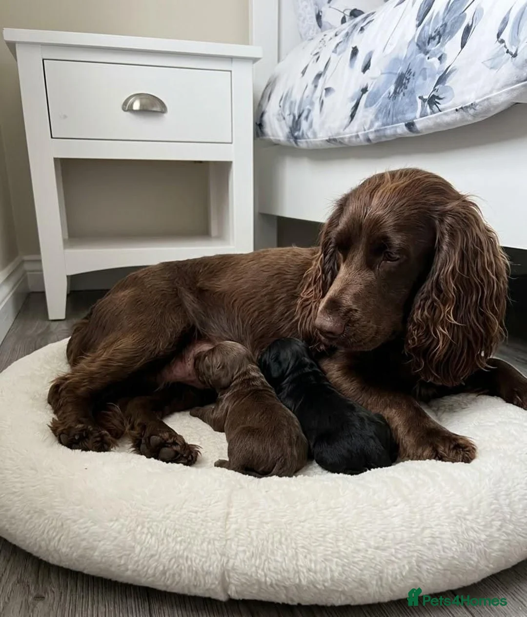 Cocker Spaniel dogs for sale: Amazing cocker spaniel puppies in Glasgow - Advert 2