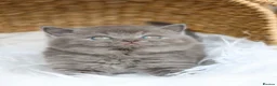 British Shorthair cats for sale: Stunning British Shorthair Blue Kittens - Licensed - Advert 5
