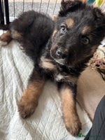 Mixed Breed dogs - Advert 8