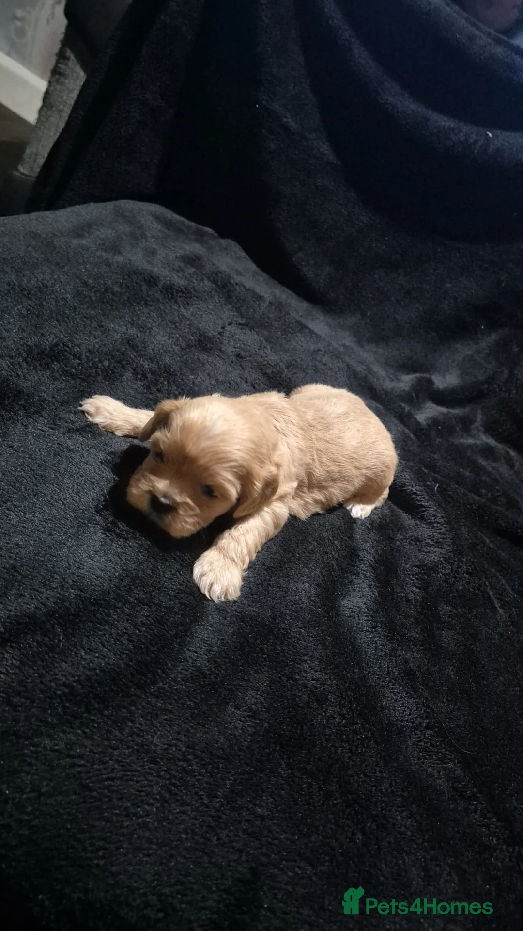 Mixed Breed dogs for sale: Cava tzu puppies - Advert 13