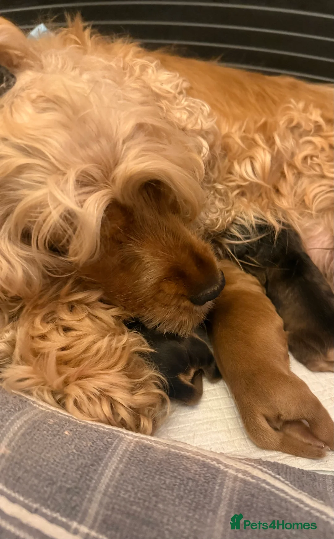 Cocker Spaniel dogs for sale: Cocker spaniel Show type - Advert 1