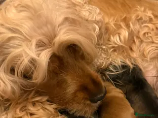 Cocker Spaniel dogs Cocker spaniel Show type - Advert 10