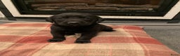 Labrador Retriever dogs for sale: KC Registered Black Labradors - Advert 2