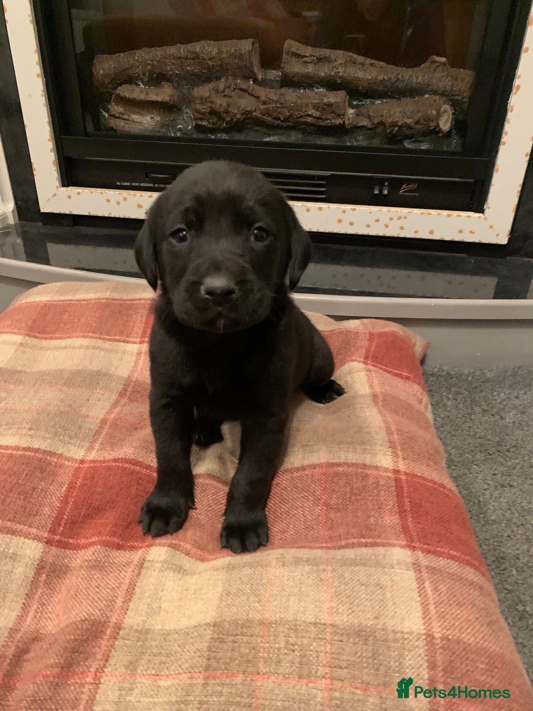 Labrador Retriever dogs for sale: KC Registered Black Labradors - Advert 2