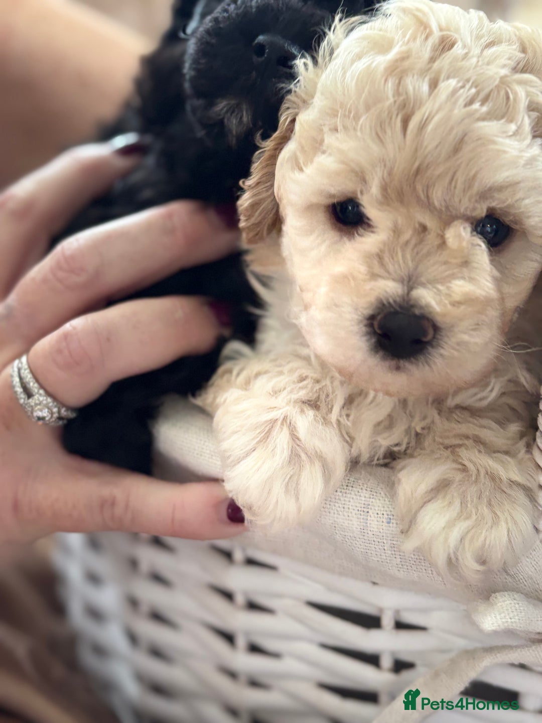 Poochon dogs for sale: Puppies for sale  - Advert 5