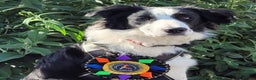 Border Collie dogs for stud: Border collie Champion for stud in Leamington Spa - Advert 5