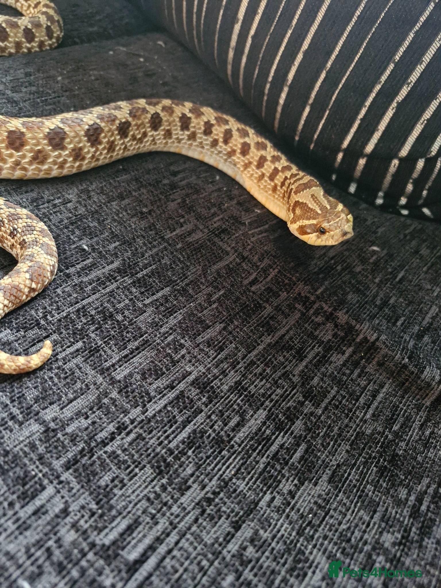 Snake reptiles Hognose snake - Advert 2