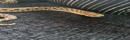 Snake reptiles for sale: Hognose snake in Gainsborough - Advert 1