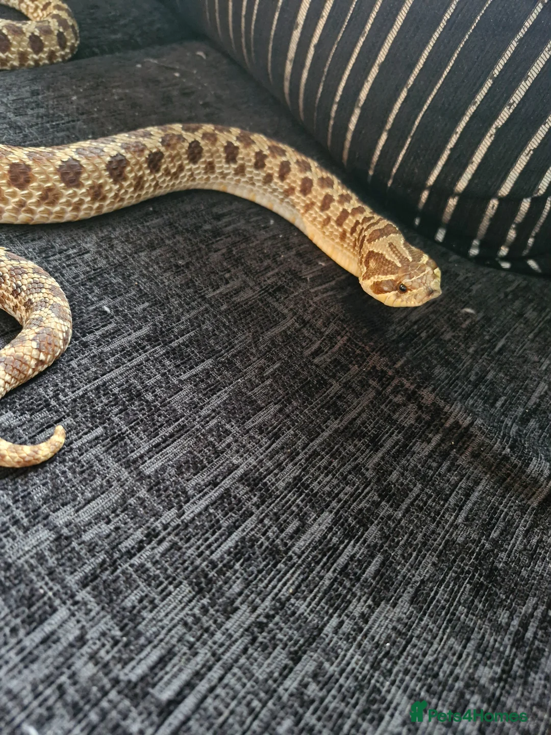Snake reptiles for sale: Hognose snake in Gainsborough - Advert 1