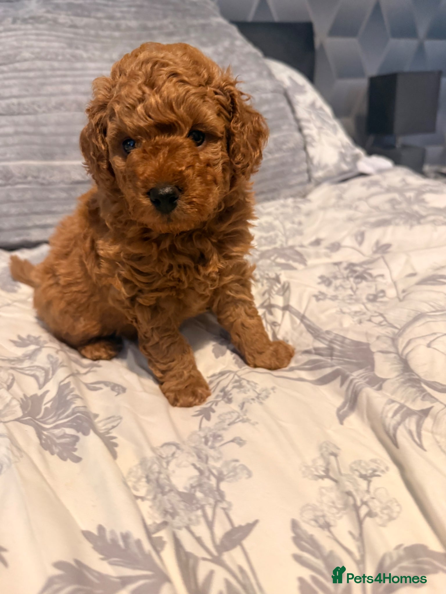 Toy Poodle dogs 5🌟 red toy poodles 🏆 champion bloodline 🏆 - Advert 17