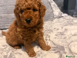 Toy Poodle dogs 5🌟 red toy poodles 🏆 champion bloodline 🏆 - Advert 17