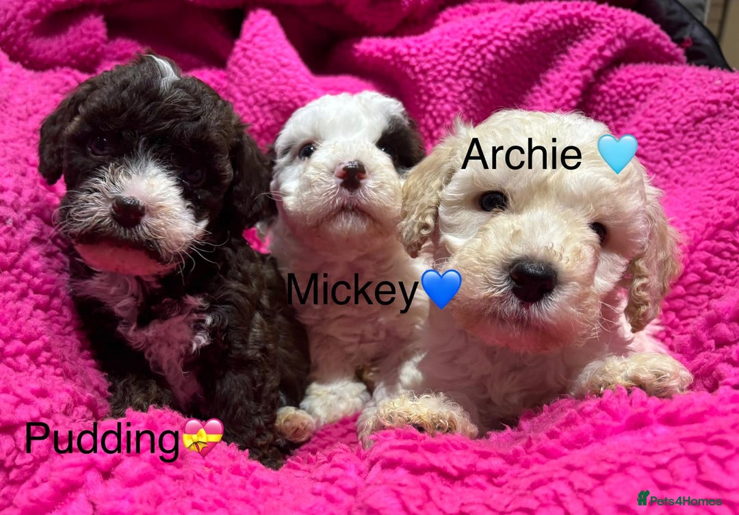 Cockapoo dogs for sale: 💛*COCKERPOO’S READY NOW in Cheshire*💛🏡 - Advert 36