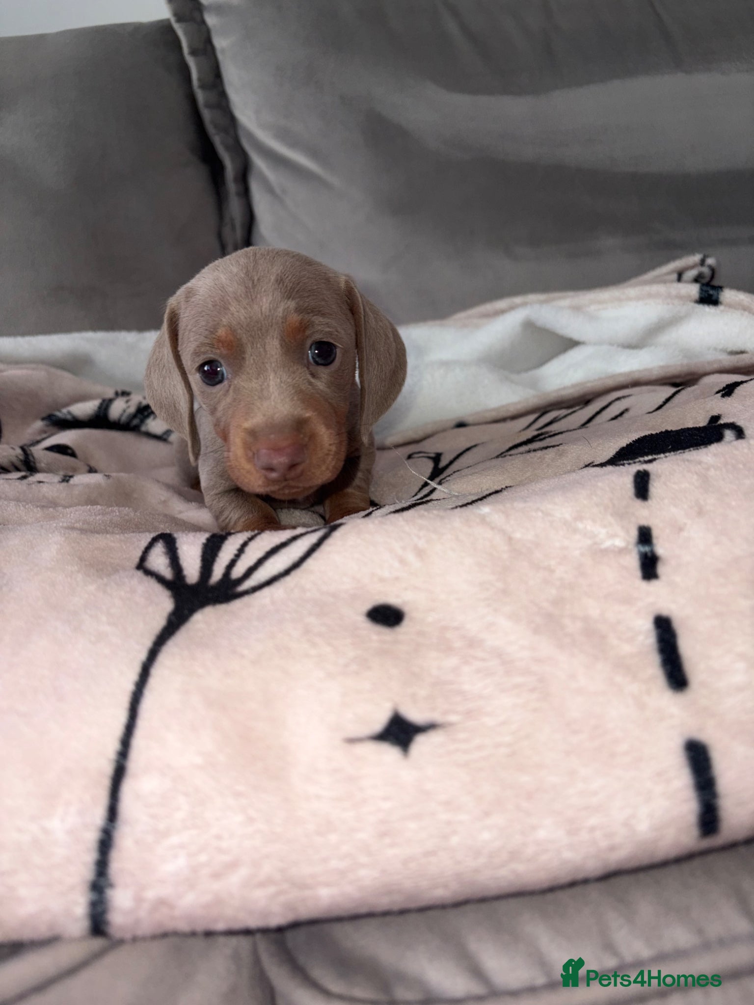 Miniature Dachshund dogs Stunning Daschunds - Advert 1