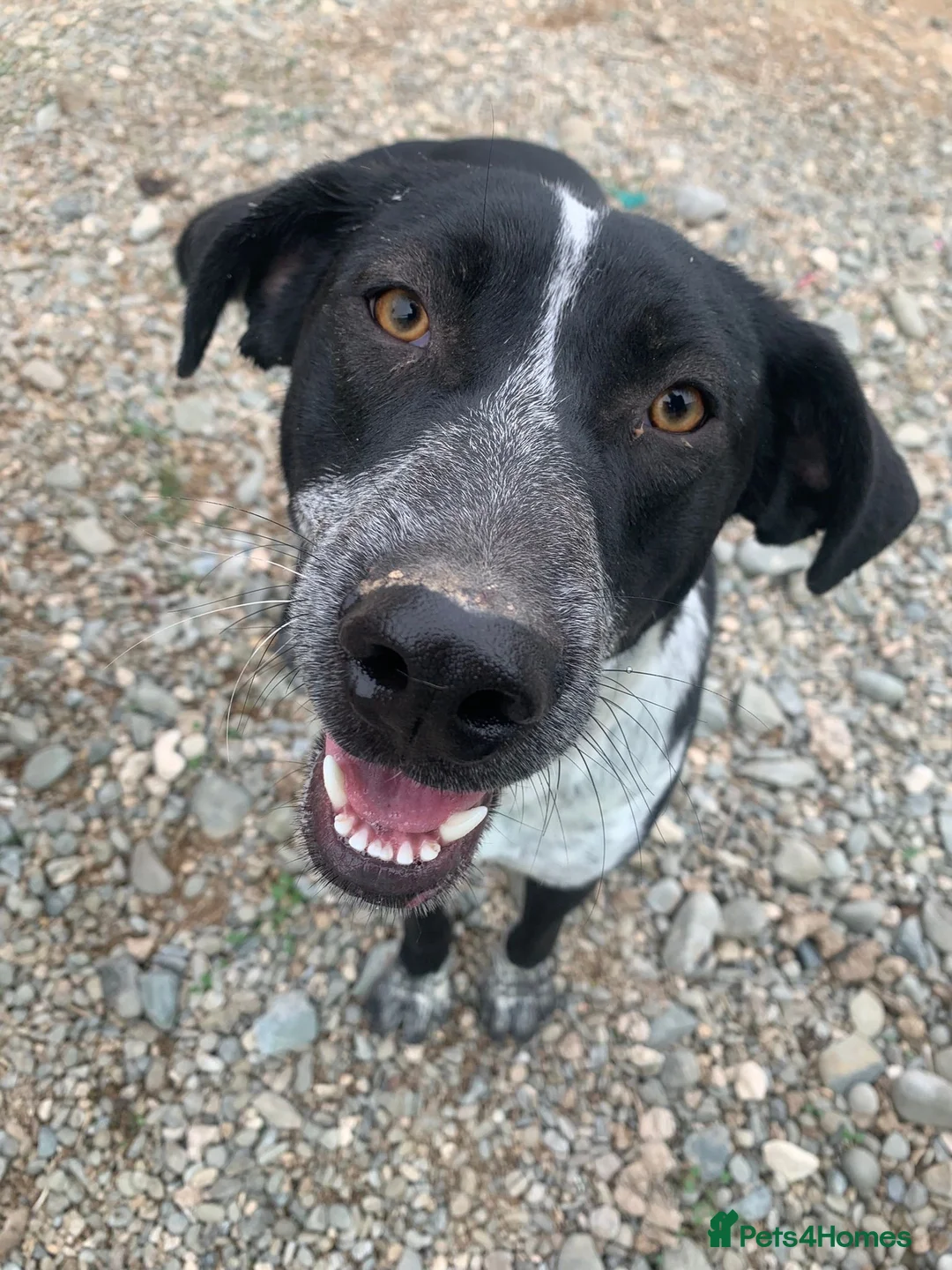 Mixed Breed dogs for adoption: Demis is ready for his fairytale ending  in Poulton-le-Fylde - Advert 2