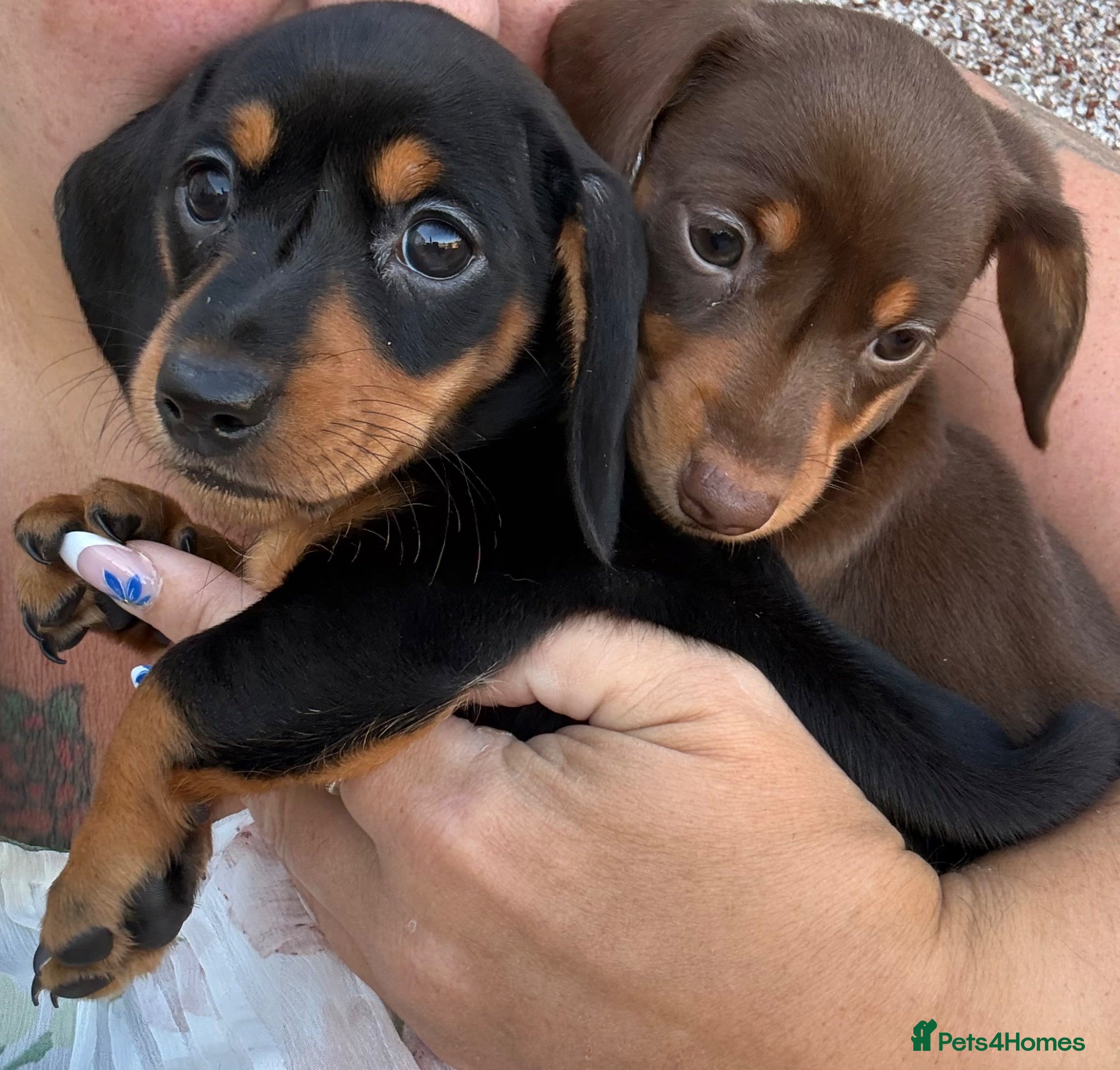 Miniature Dachshund dogs Miniature dachshund puppy last boy - Advert 16