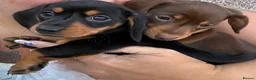Miniature Dachshund dogs for sale: Miniature dachshund puppy last boy - Advert 1