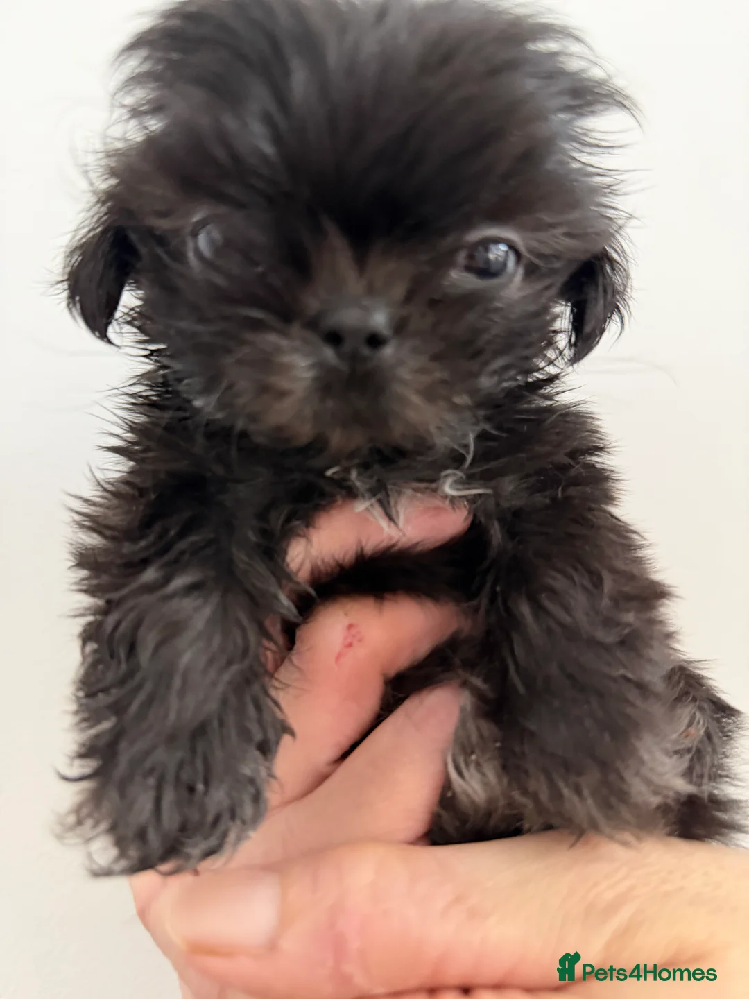 Shih Tzu dogs for sale: 6x Pedigree Imperial Shih Tzu Boys Ready To Leave - Advert 6