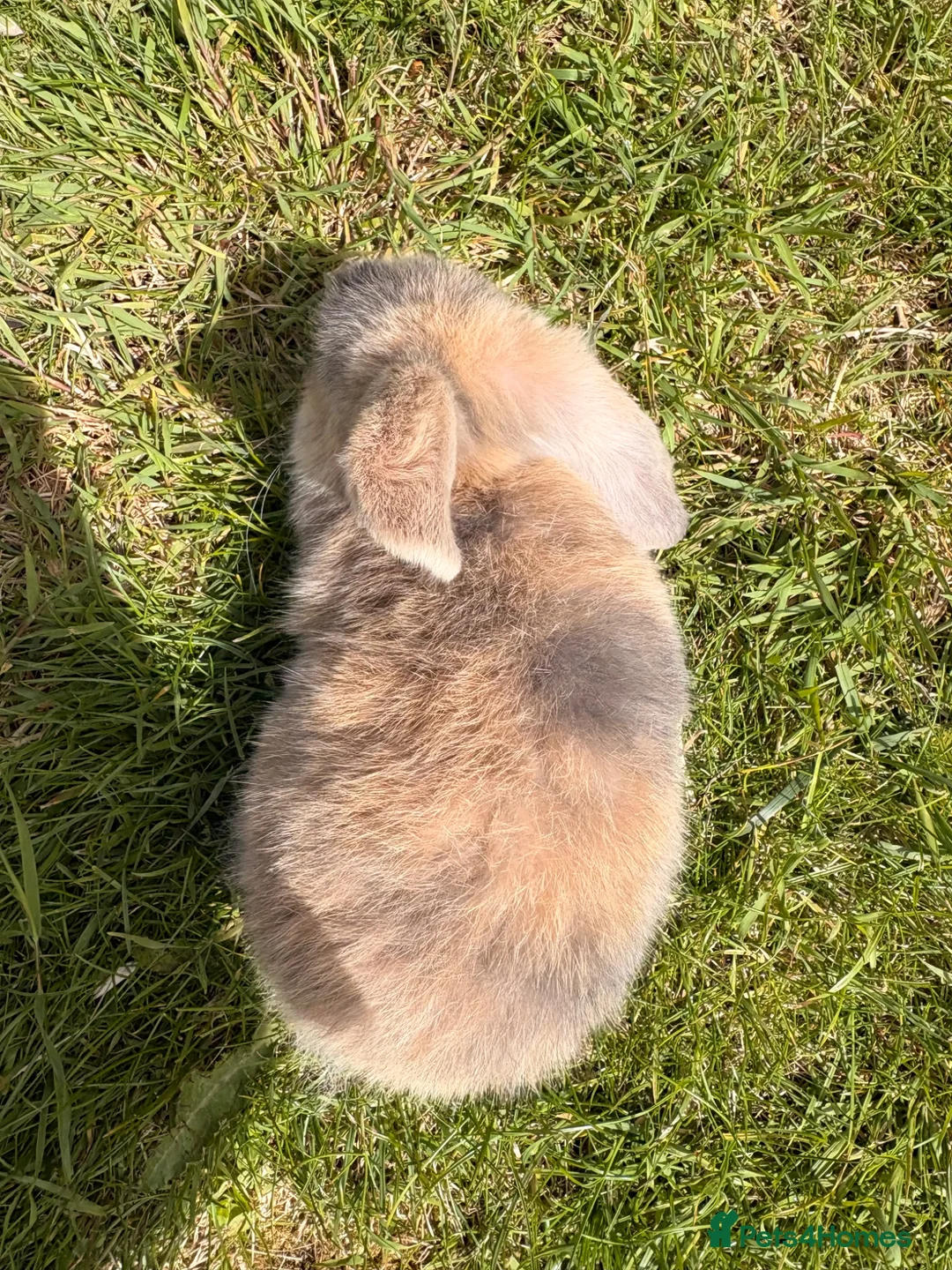 Mini Lop rabbits for sale: ⭐️ READY ⭐️ Beautiful mini lops - Advert 2