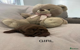 Shar Pei dogs for sale: 🔥 BEAUTIFUL SHARPEI PUPS 🔥  - Image 18