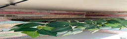 Milk Snake reptiles for sale: Tangerine Honduran Milk Snake - Advert 9