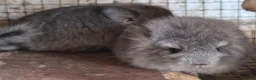 Chinchilla rodents for sale: Chinchillas  - Advert 4