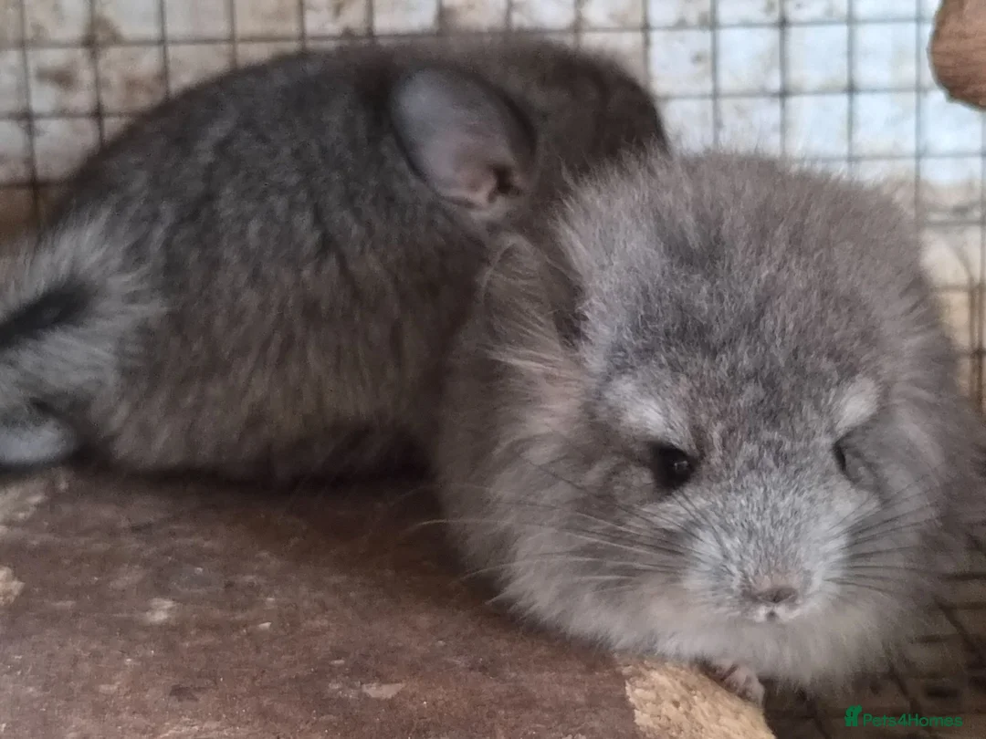 Chinchilla rodents for sale: Chinchillas  - Advert 4