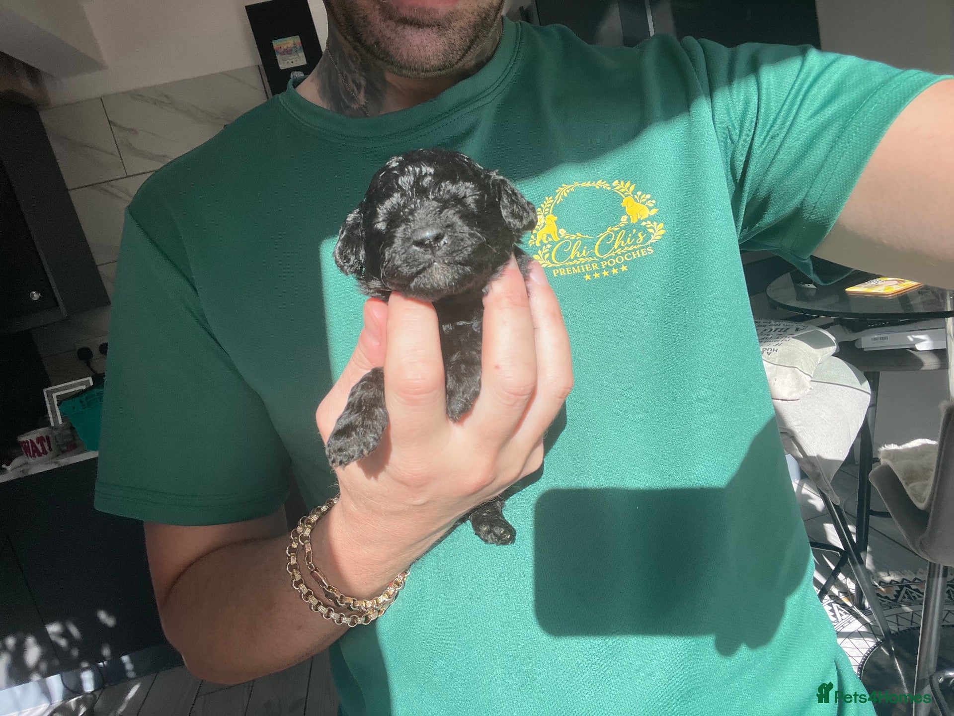 Miniature Poodle dogs 5 star Miniature poodle puppies  - Advert 1
