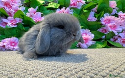Mini Lop rabbits for sale: 3 mini lops ready to reserve  - Image 5