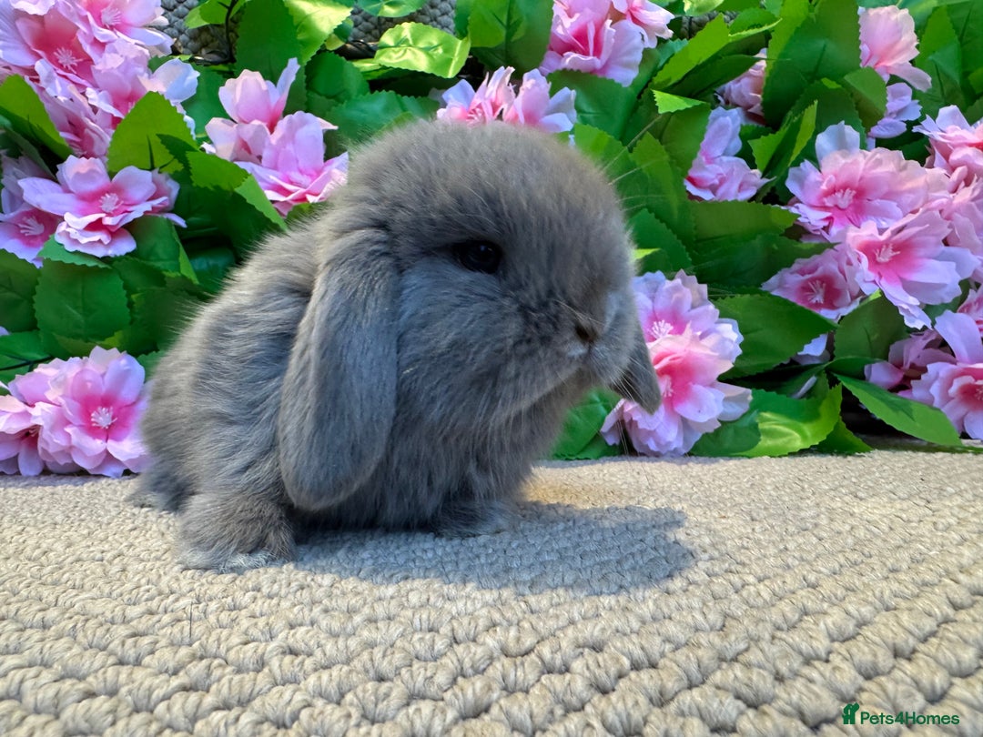 Mini Lop rabbits for sale: 3 mini lops ready to reserve  - Image 5