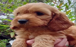 Cockapoo dogs for sale: Gorgeous Cockapoo puppies for sale  - Image 3