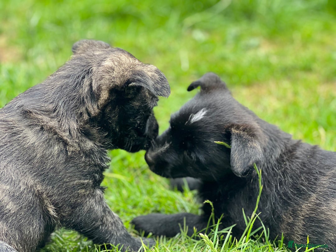 Mixed Breed dogs for sale: Weeranian Pups - Image 14